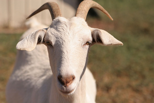 Goat & Sheep - ESDAW